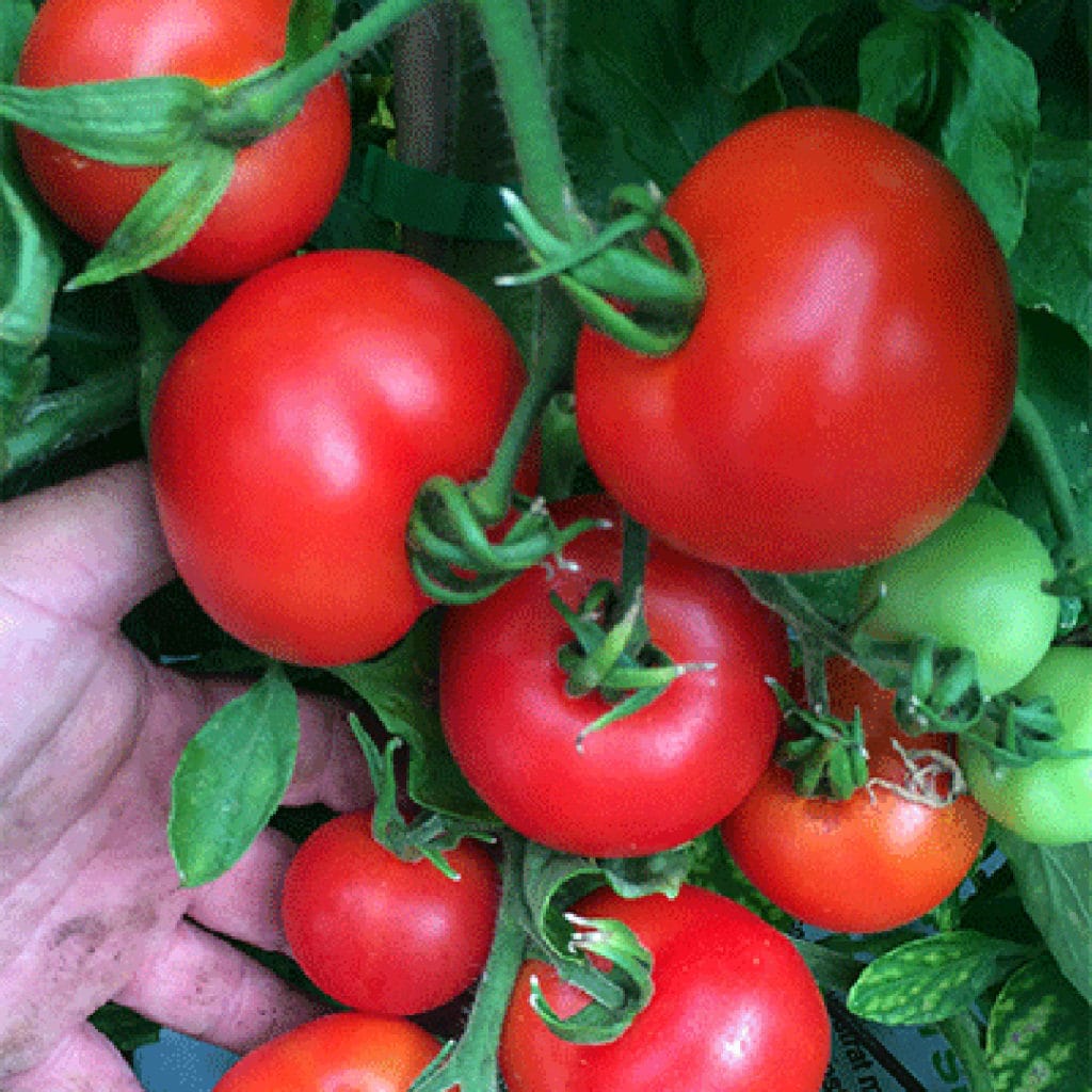 Tomatecolgar