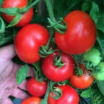 TOMATE DE COLGAR CLASICO