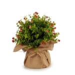 MACETA SACO FLOR PQ. ROJA