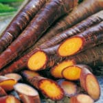 ZANAHORIA MORADA CLASICA