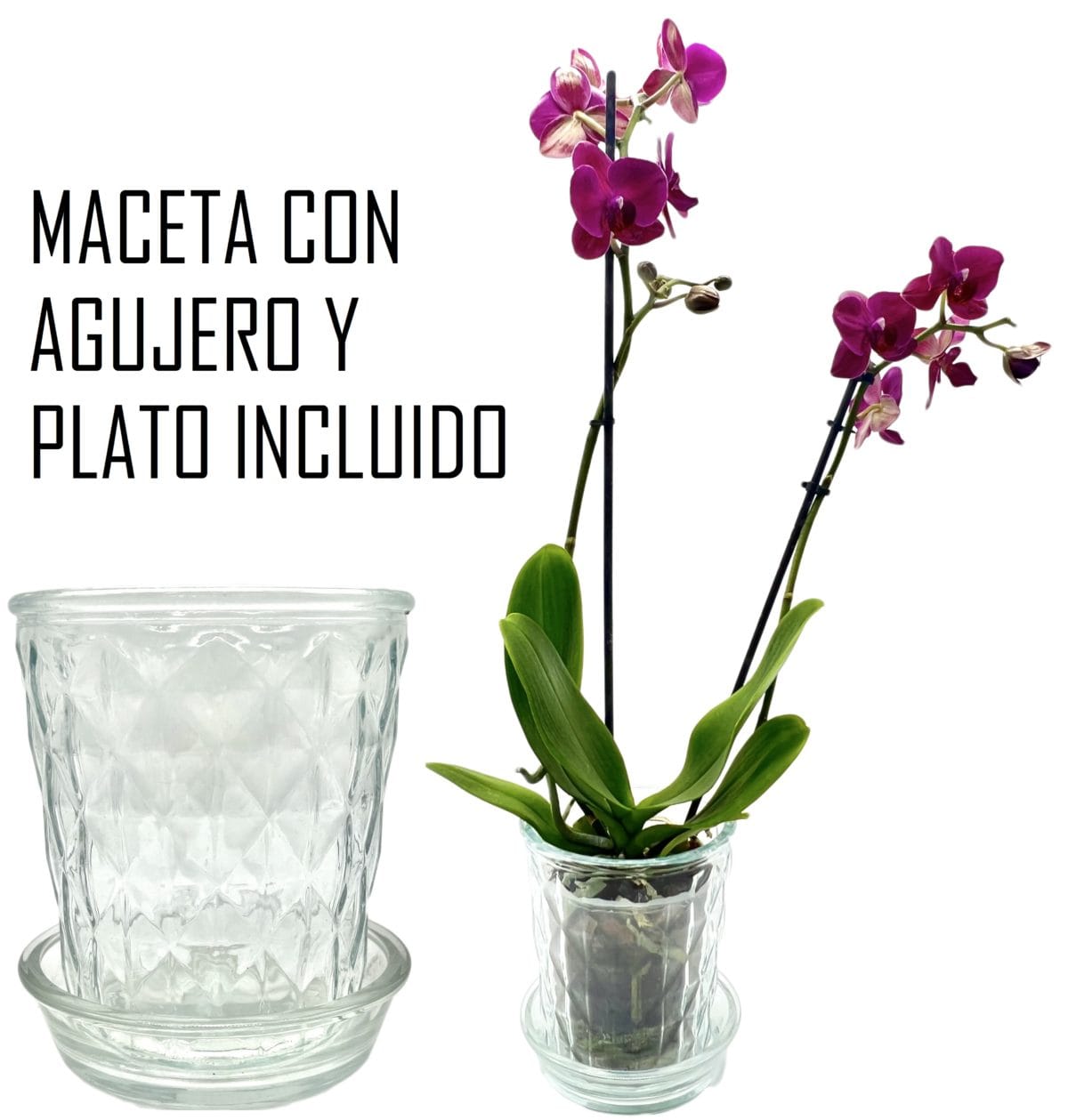 MACETA VIDRIO C/ PLATO ROMBOS - Imagen 1
