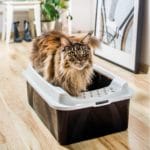 BONNIE CAT LITTER ROTHO BL. CAPU - Imagen 2