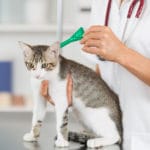 FRONTLINE GATO 1 UNIDAD - Imagen 2