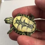 TORTUGA ANIMAL VIVO - Imagen 2