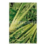 CARDO LLENO BLANCO CLASICO