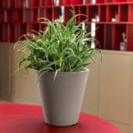 VASO SINGLE 45 REDONDO BR. - Imagen 2