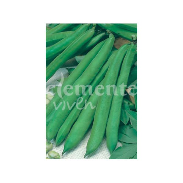 Semilla-Haba-Bernat HABA BERNAT 250 GRS - Imagen 1