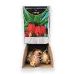 FRITILLARIA ROJA 1 UNIDAD