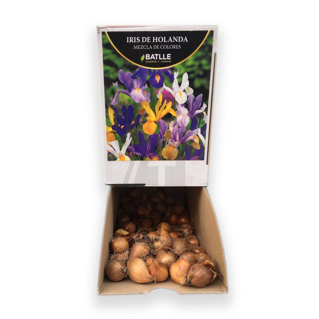 iris bulbo 2