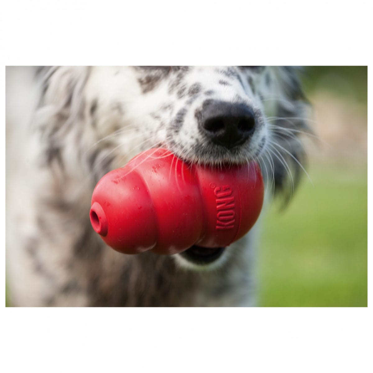 KONG ROJO T-M - Imagen 5