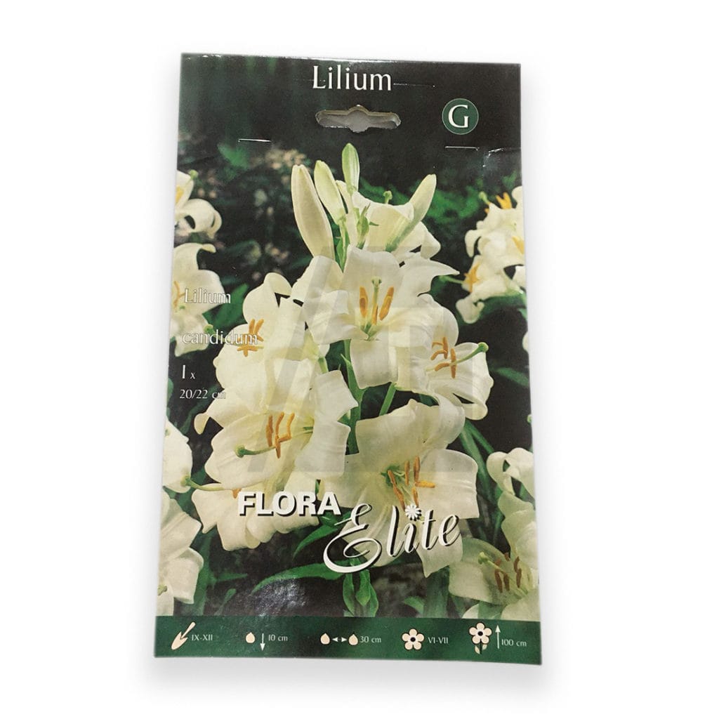 lilium
