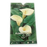 CALLA AETHIOPICA BLANCA 1 UND.