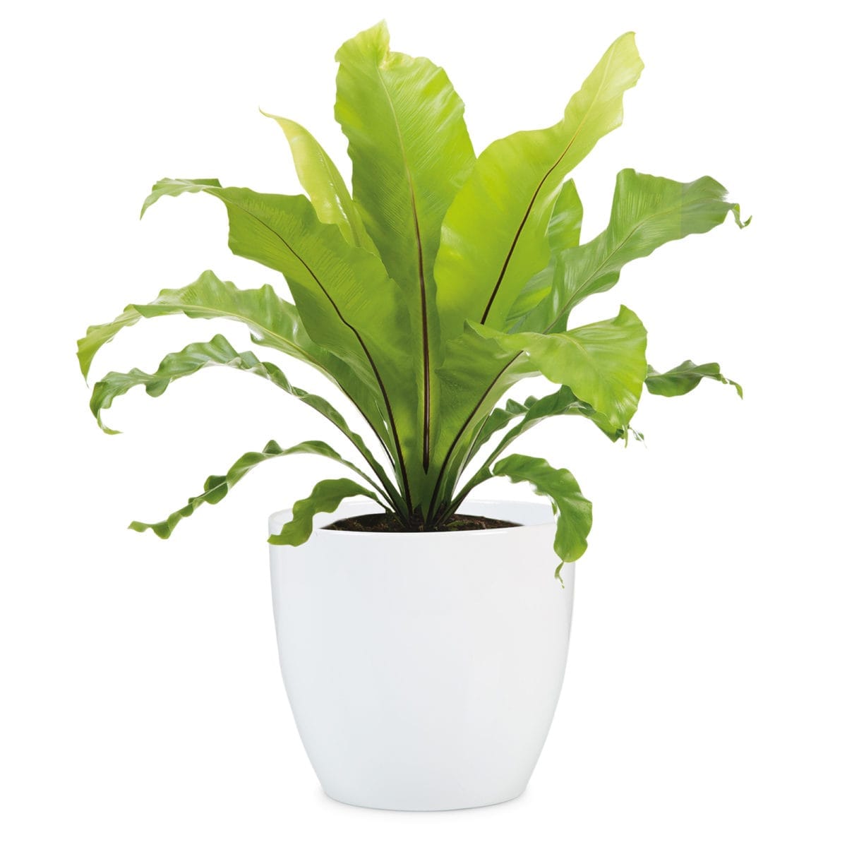 MACETA ALASKA BLANCA 16 CM - Imagen 2