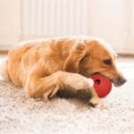 KONG BALLS MEDIUM - Imagen 3