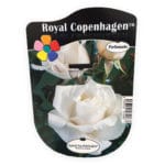 ROSAL ROYAL COPENHAGEN OLOROSO