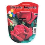 ROSAL CHRYSLER IMPERIAL OLOROSO