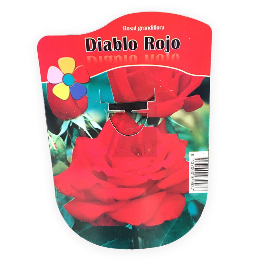 diablo rojo rosal