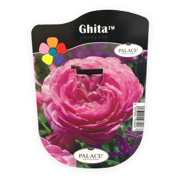 ROSAL GHITA ROSA OLOROSO