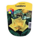 ROSAL LANDORA