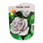 ROSAL NOCHE AZUL MALVA