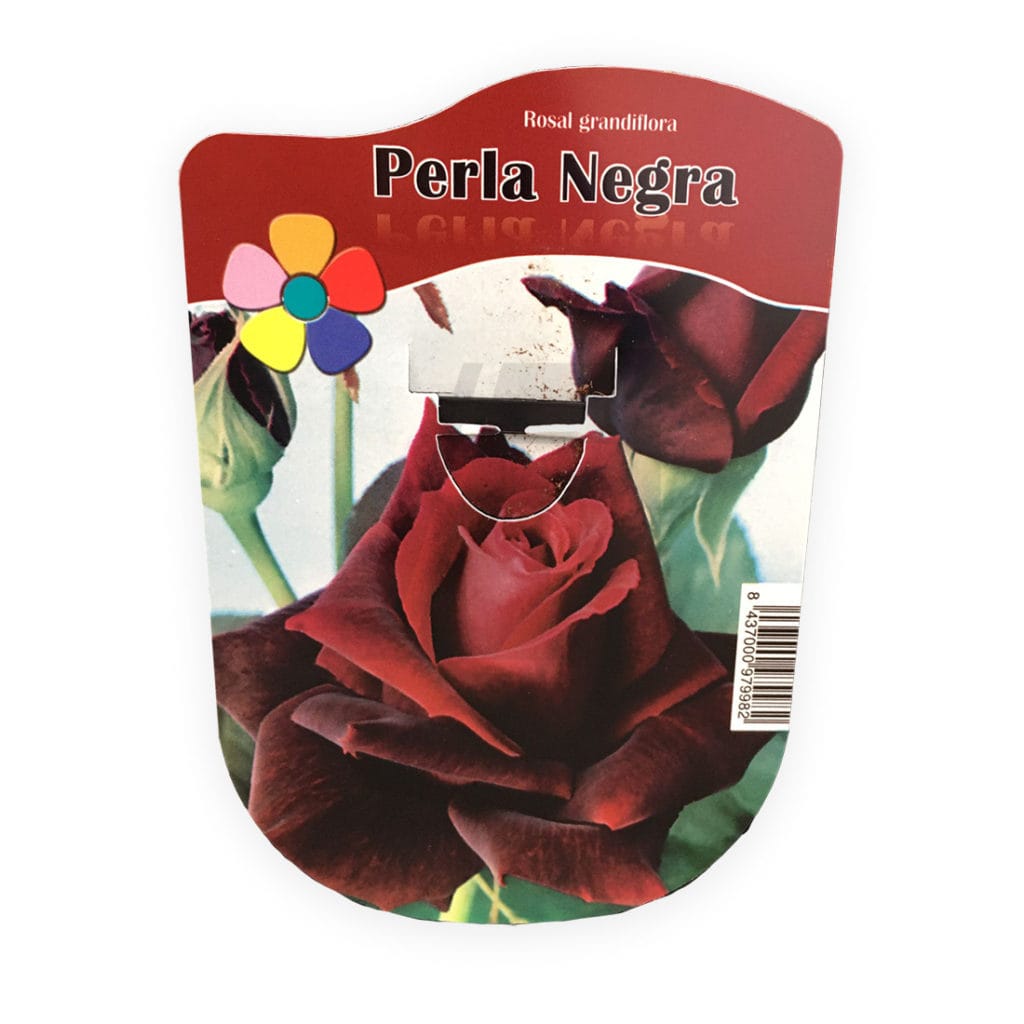 perla negra