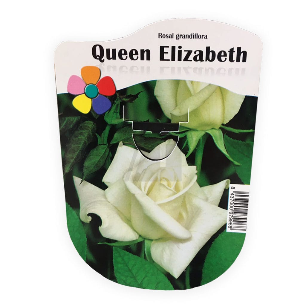 queen elizabeth rosal