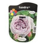 ROSAL SANDRA MALVA OLOROSO