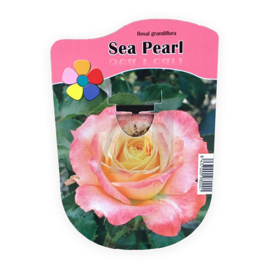 sea pearl rosal