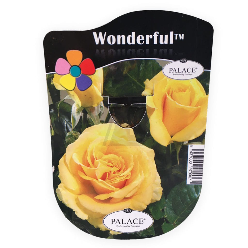 wonderful rosal