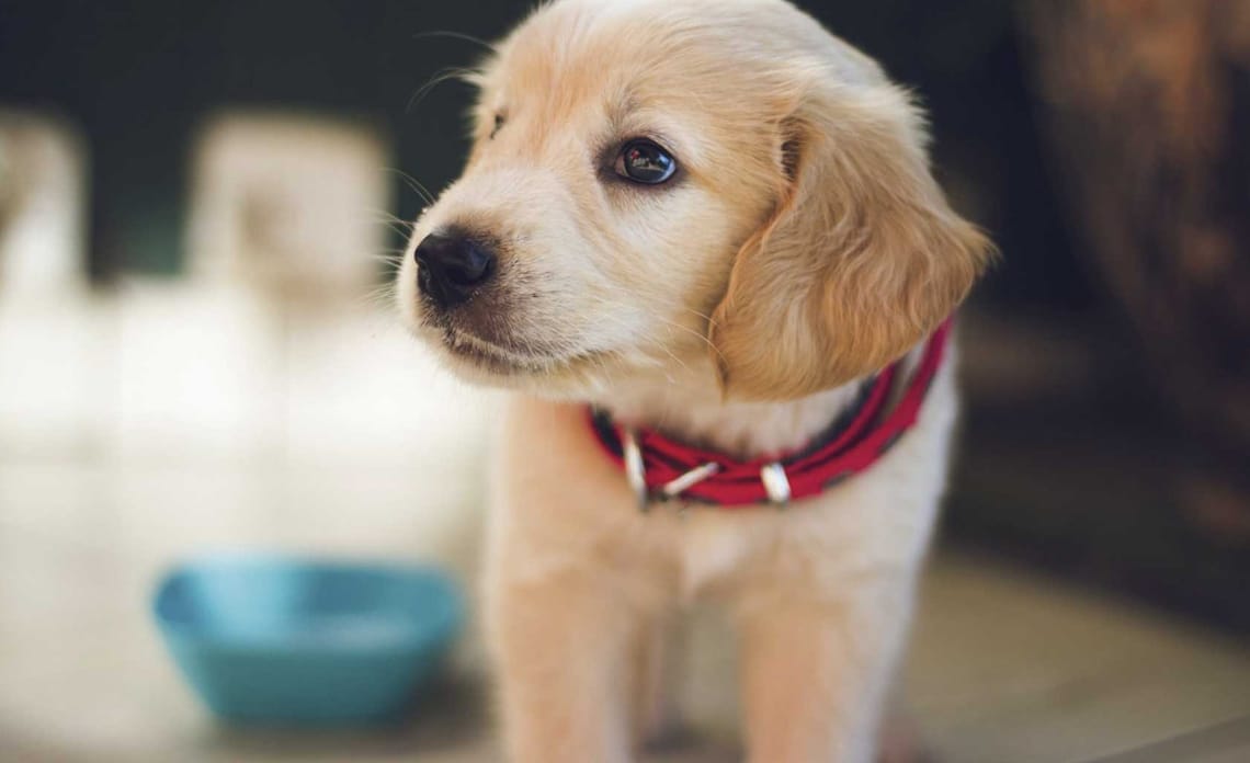 cachorro alimentacion