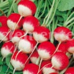 RABANITO REDONDO PUNTA BLANCA