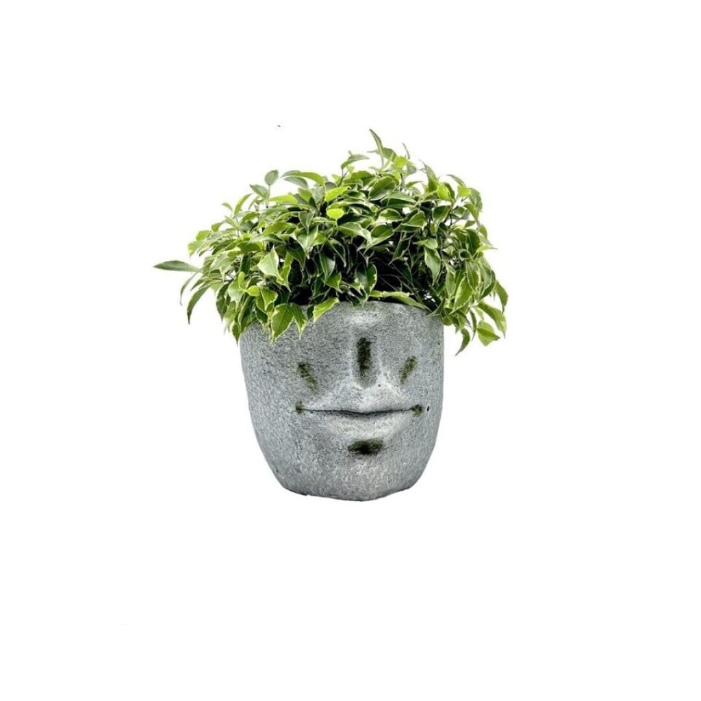 maceta cara