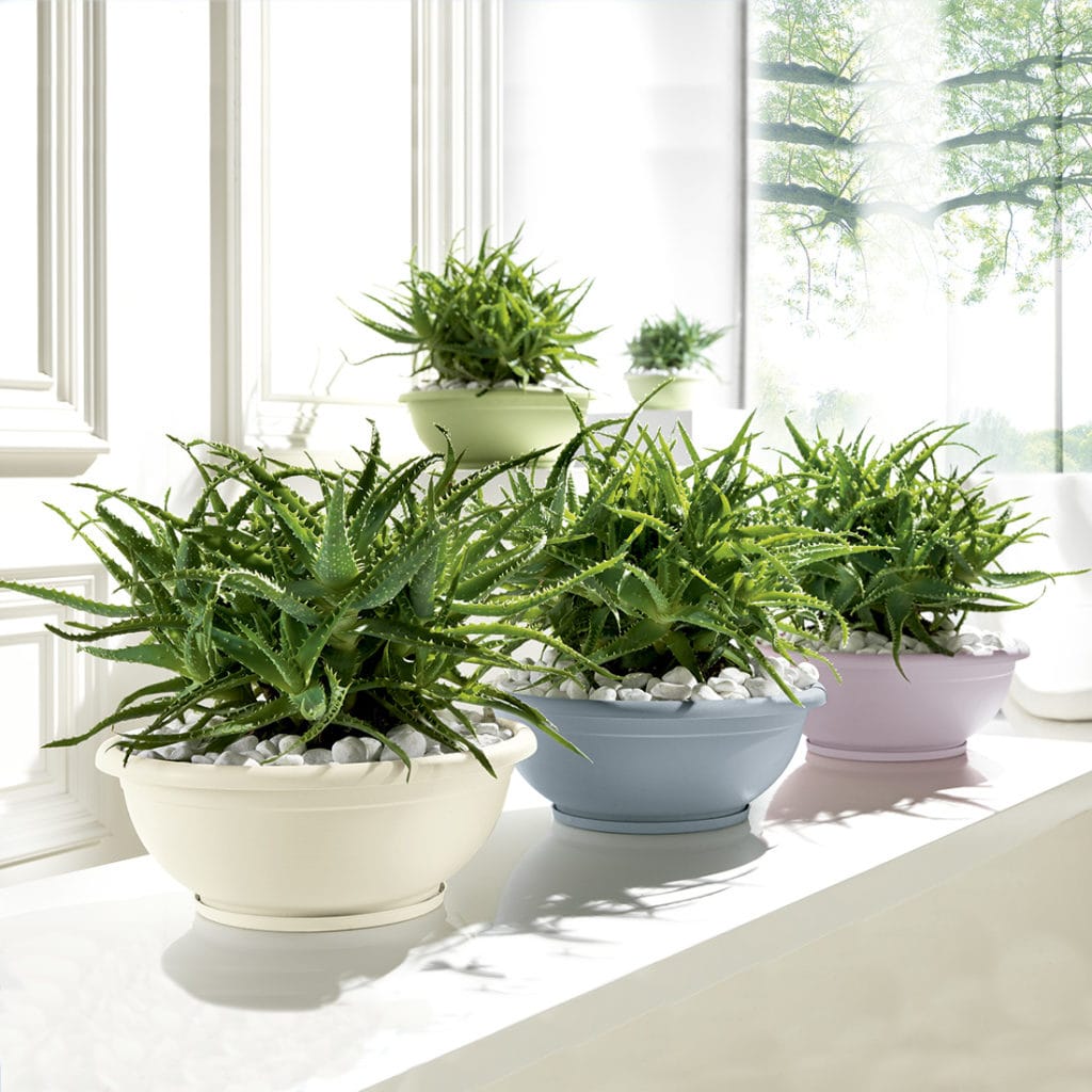 NAXOS CIOTOLA PASTELLO