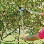 TIJERA PODAR P03 45 CM - Imagen 4