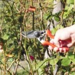 TIJERA PODAR P09 EXTRA -8 1/2" - Imagen 3