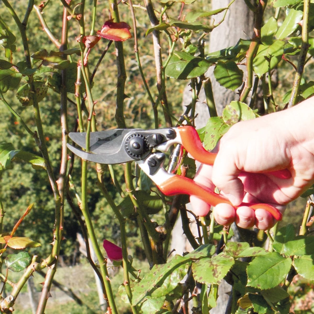 TIJERA PODAR P09 EXTRA -8 1/2" - Imagen 4