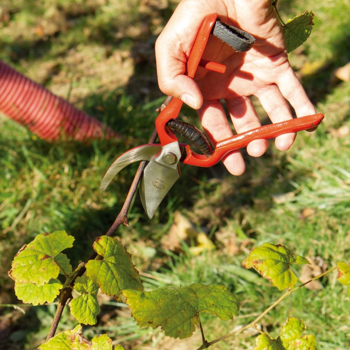 TIJERA PODAR P14 - 21 CM - Imagen 7