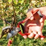 TIJERA PODAR P14 - 21 CM - Imagen 2