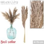 PAMPA NATURAL X6 65-75 CM