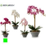 ORQUIDEA M. CONICA FUCSIA 58 CM