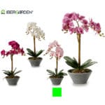 ORQUIDEA M. CONICA ROSA CL 58 CM