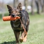 KONG DUMMY XL 8X8X50 CM 215 GRS - Imagen 2