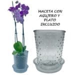MACETA VIDRIO C/ PLATO PUNTOS