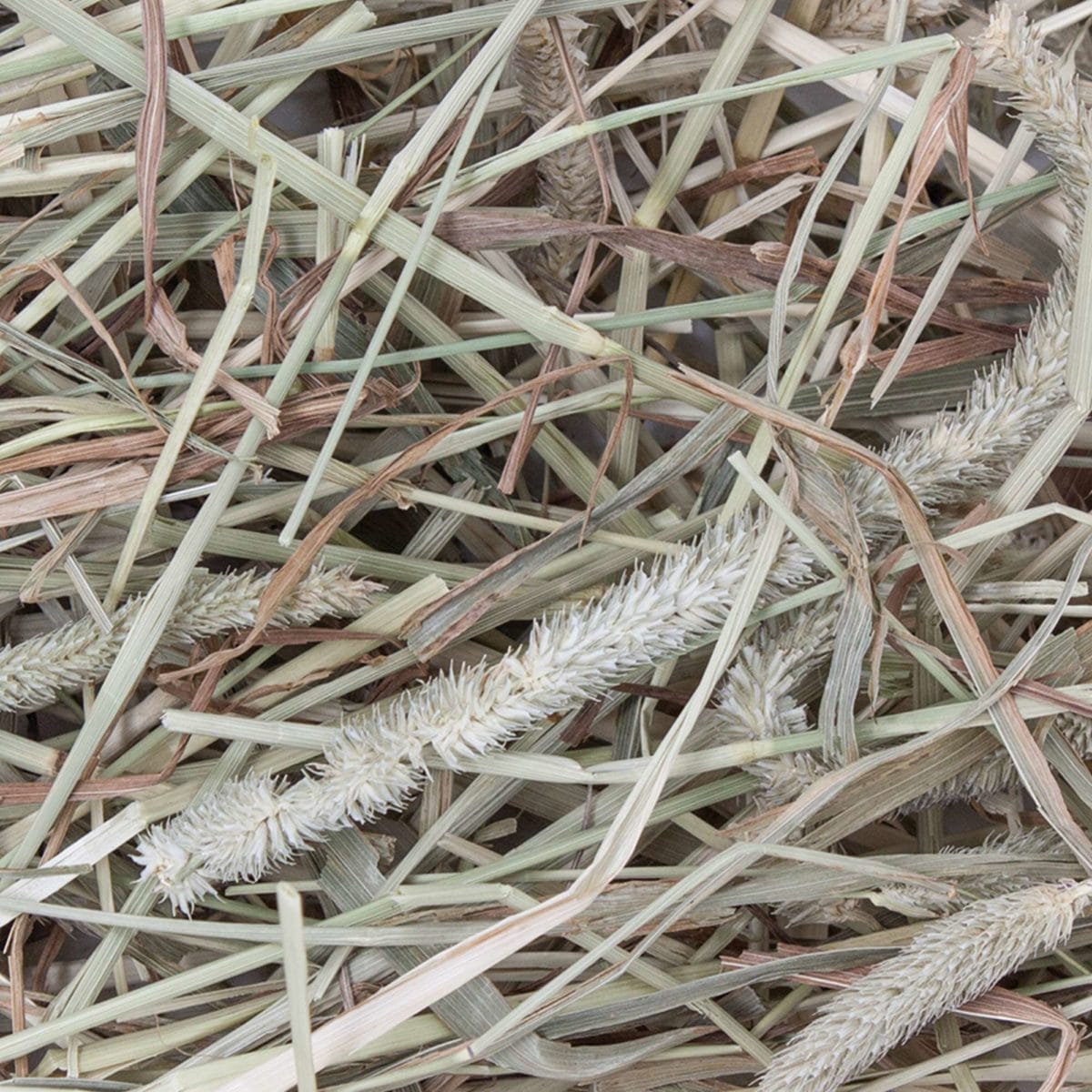 HENO TIMOTHY 500 GRS - Imagen 2