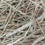 HENO TIMOTHY 500 GRS - Imagen 2