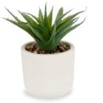 PLANTA HOJA PUNTA MACETA 9X14