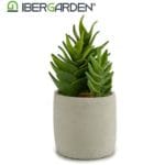 CACTUS ECHEVERIA 12X12X25 CM