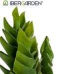 CACTUS ECHEVERIA 12X12X25 CM - Imagen 3