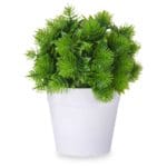 PLANTA PINCHO MACETA BLANCA