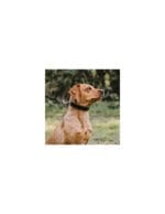 COLLAR ENTRENAMIE 52X3,2 + FUNDA - Imagen 5